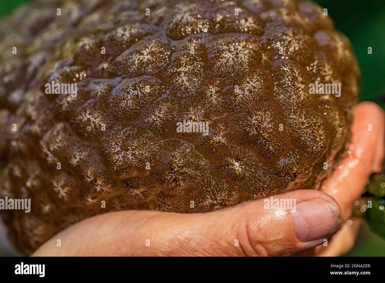 Freshwater Bryozoan, Pectinatella magnifica, in Fawn Lake on the