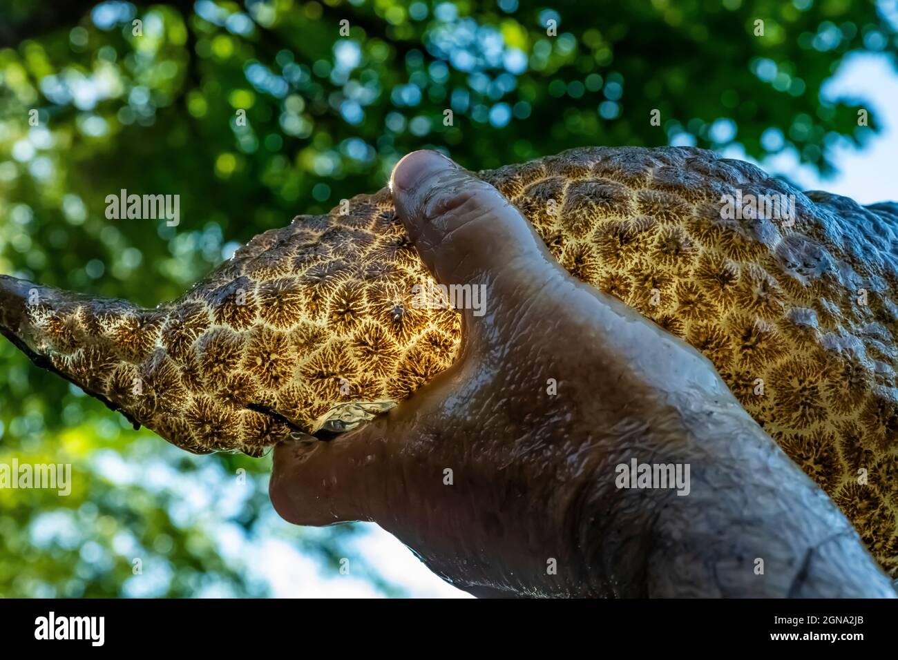 Freshwater Bryozoan, Pectinatella magnifica, in Fawn Lake on the