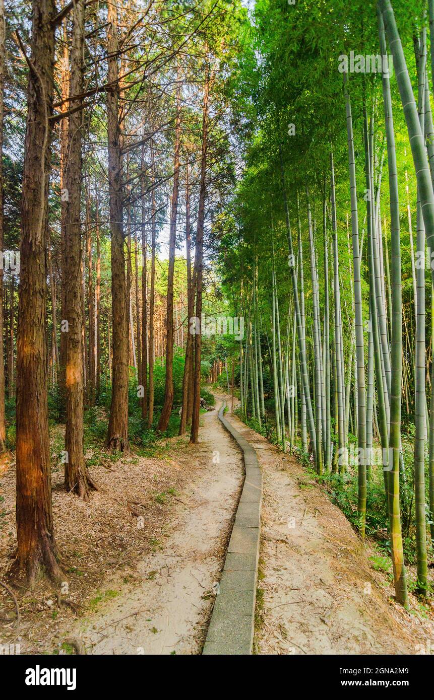 Fushimi Inari Temple and surrounding bamboo forests Stock Photo Alamy