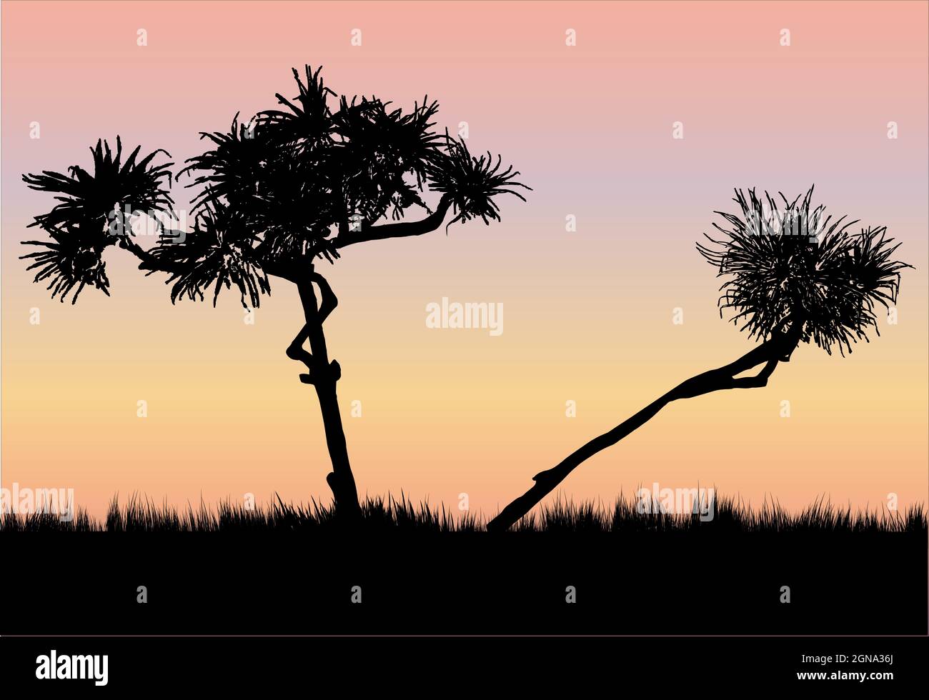 two pandanus trees grass growing in the bottom of illustration in the sunset Stock Vector