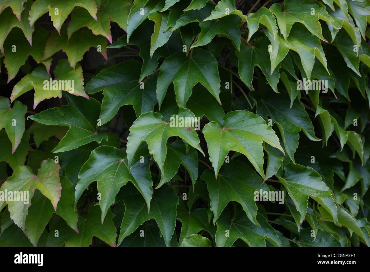 wilder Wein - patenocissus tricuspidata - prachtvolle Hecke mit grünen Blättern Stock Photo