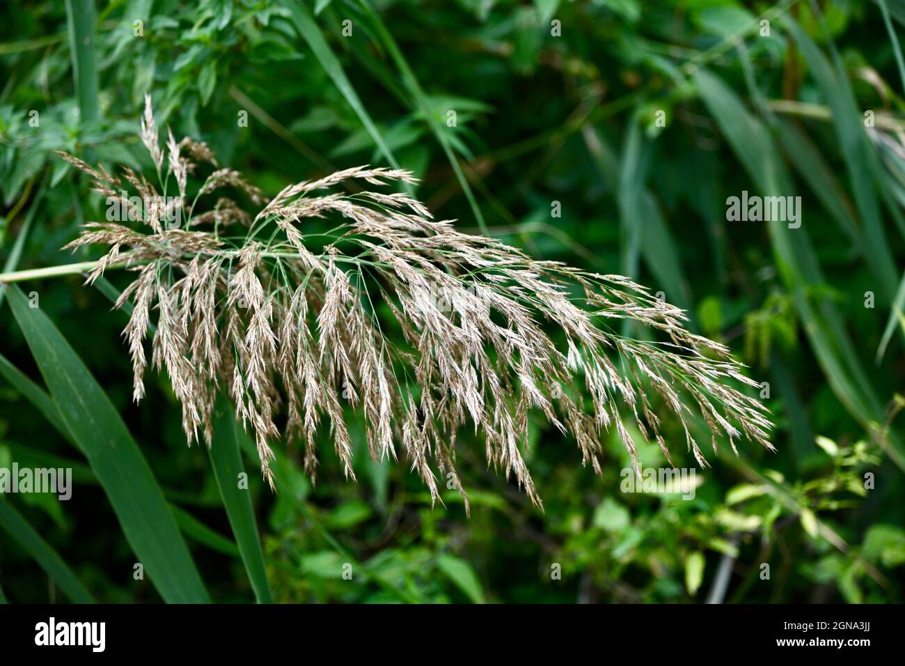 reife Samen eines gewöhnlichen Rispengrases - poa Trivialis Stock Photo