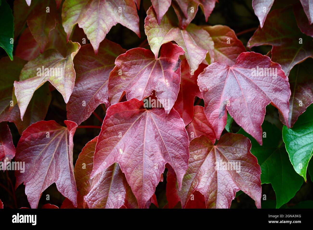wilder Wein - patenocissus tricuspidata - prachtvolle Hecke mit roten Blättern Stock Photo