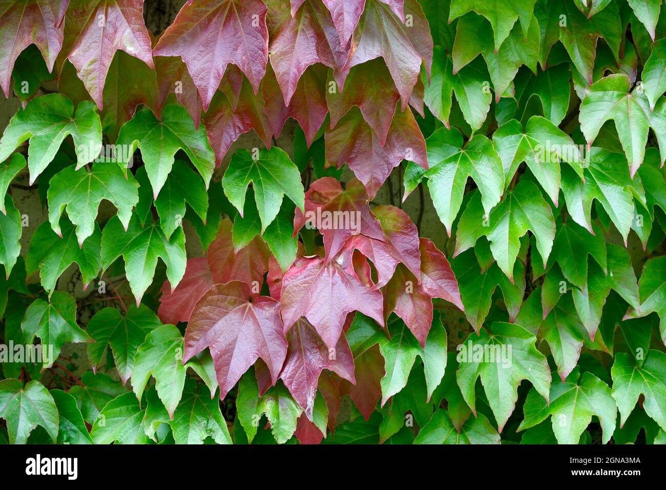 wilder Wein - patenocissus tricuspidata - prachtvolle Hecke mit roten und grünen Blättern Stock Photo