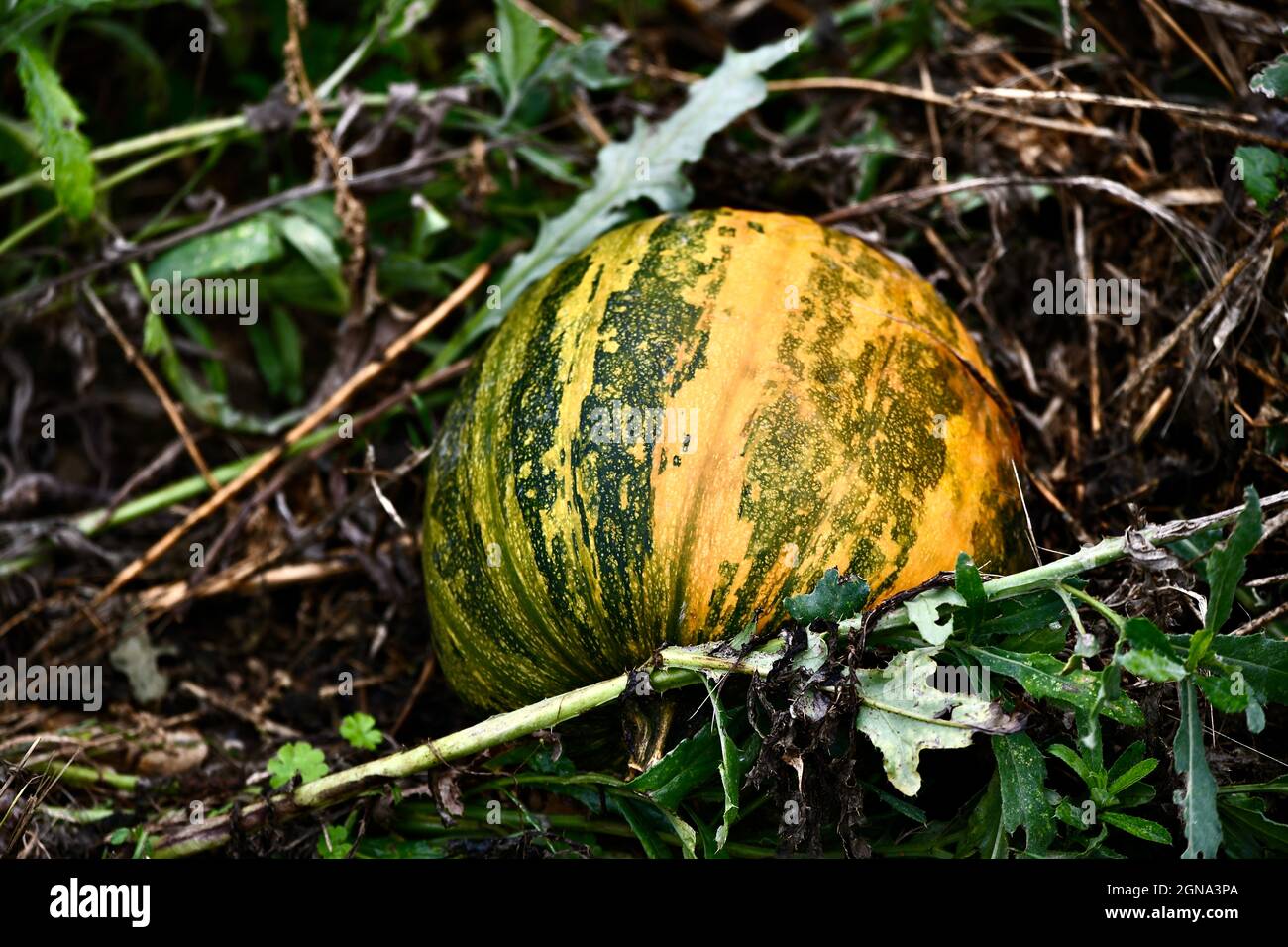 Grosser, gelb-grüner, im Feld liegender Speisekürbis - Muskatkürbis - cucurbita - pumpkin Stock Photo