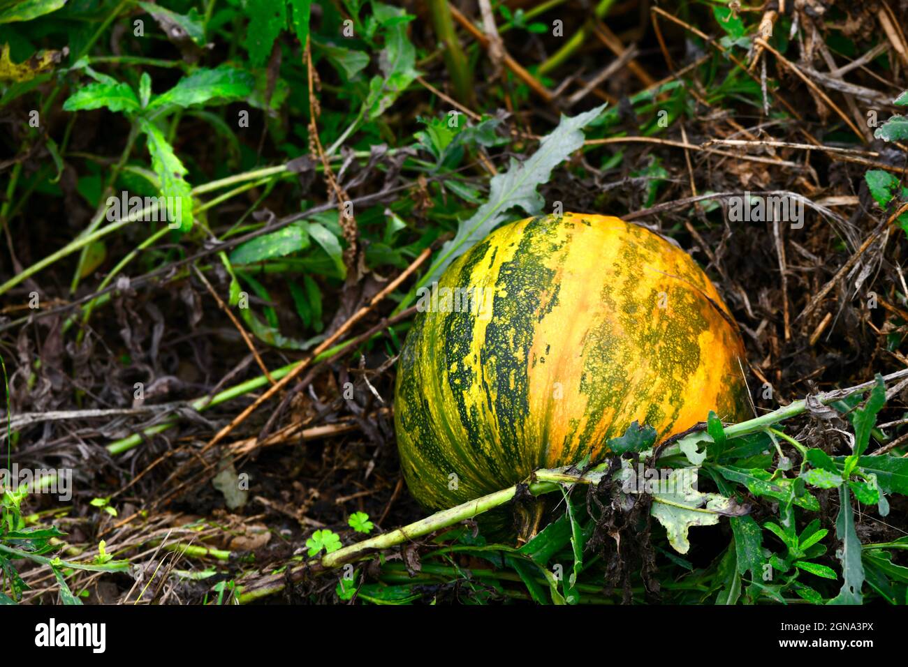 Grosser, gelb-grüner, im Feld liegender Speisekürbis - Muskatkürbis - cucurbita - pumpkin Stock Photo