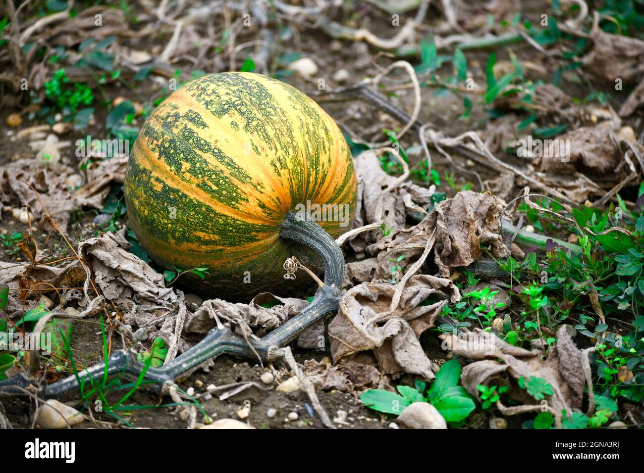 Grosser, gelb-grüner, im Feld liegender Speisekürbis - Muskatkürbis - cucurbita - pumpkin Stock Photo