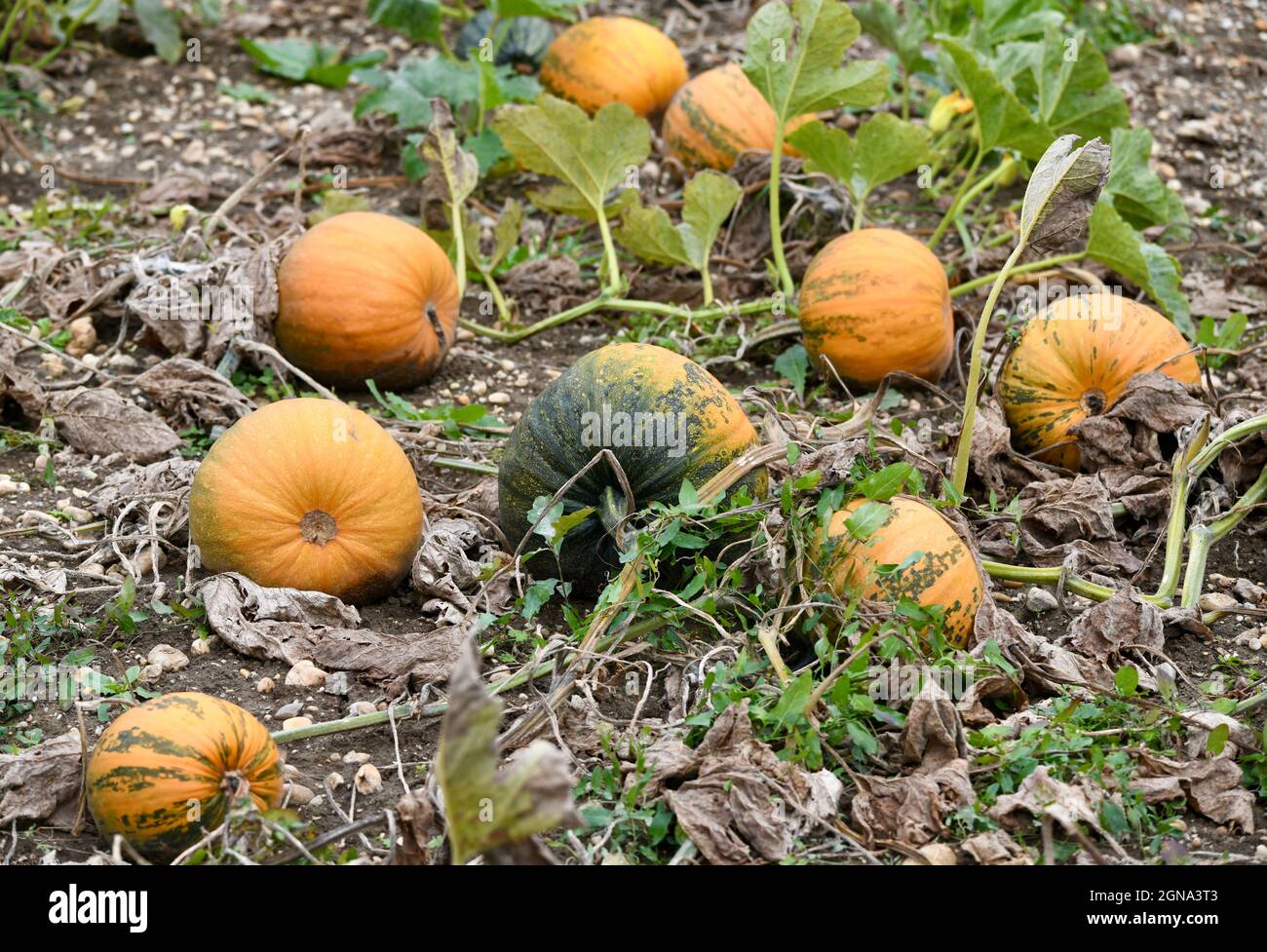 Grosser gelb-grüner im Feld liegende Speisekürbisse - Muskatkürbis - cucurbita - pumpkin Stock Photo