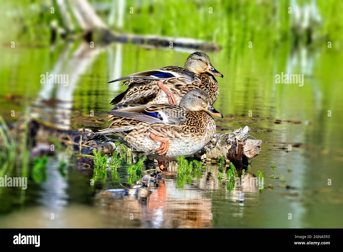 Two female mallard ducks (Anas platyrhynchos); resting in a marsh area in rural Alberta Canada Stock Photo