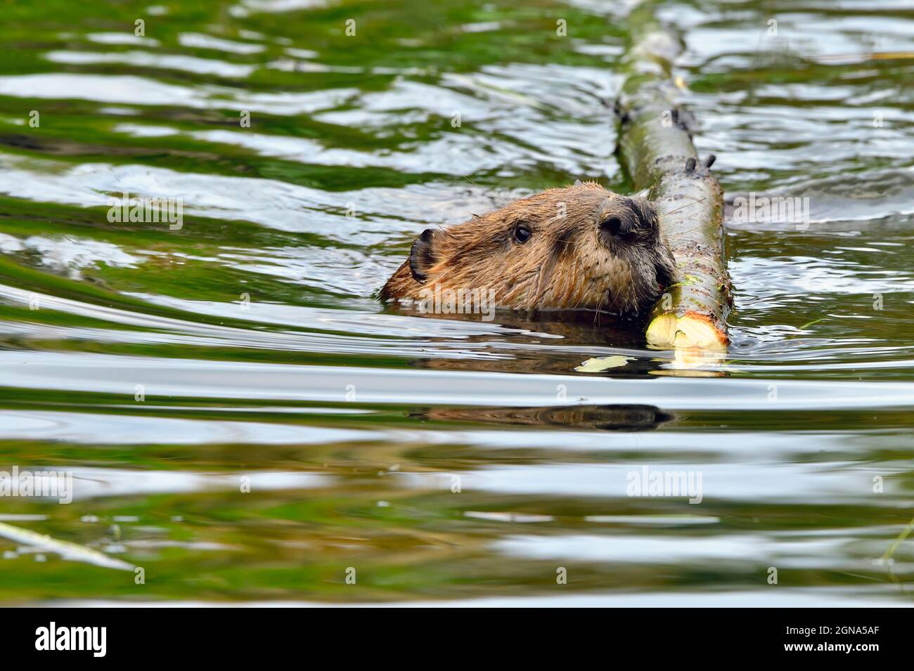 A close up front view of an adult beaver 'Castor canadensis', hauling a fresh cut aspen tree to his food pile in his beaver pond in rural Alberta Cana Stock Photo