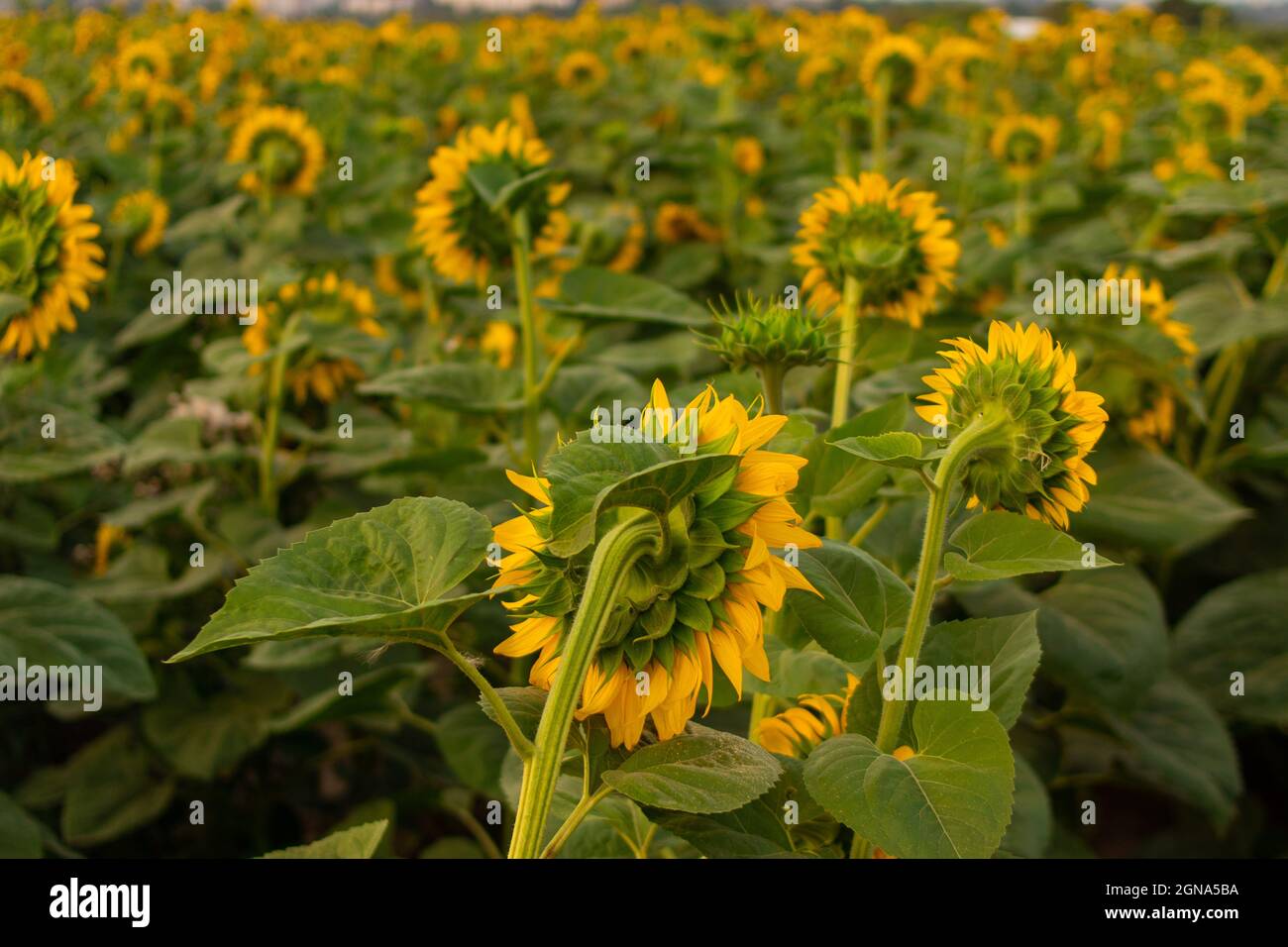 Beautiful view of the blossomed yellow sunflowers in the field in the ...