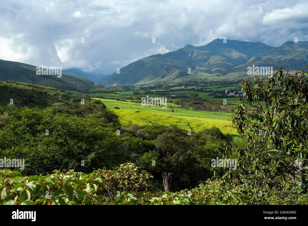 landscape of sugar cane plantations green mountains in loja ecuador Stock Photo
