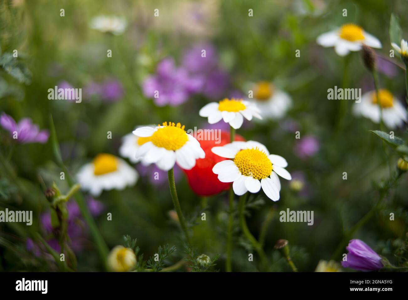 Macro close up of Chamomile camomile flower garden, nature fauna Stock Photo