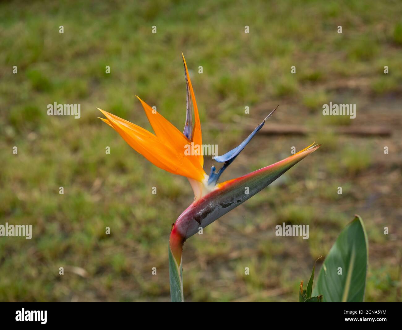 Crane Flower or Bird of Paradise (Strelitzia reginae), Flower that