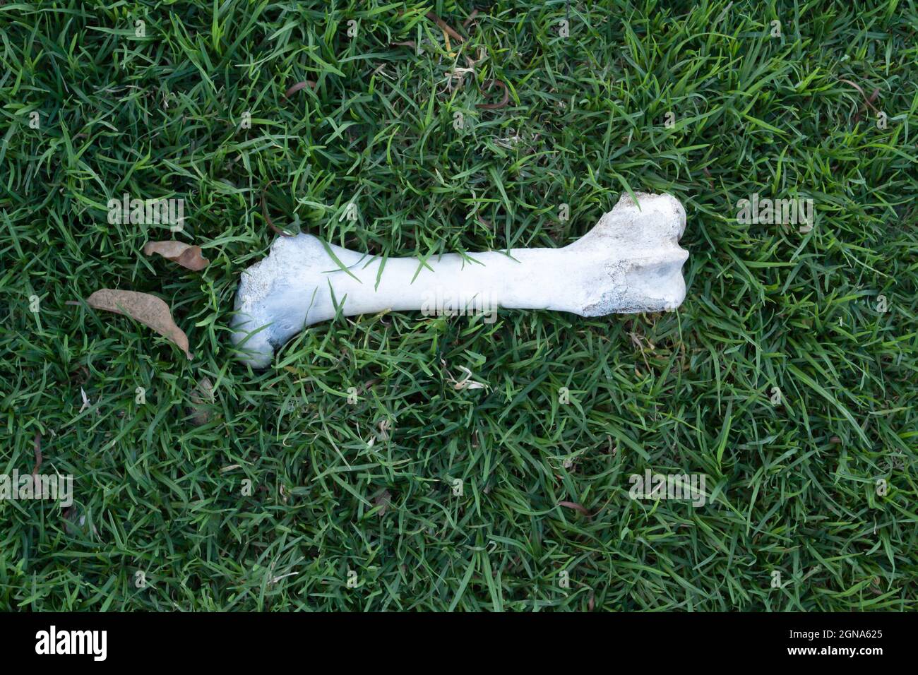 white cattle bone on grass field Stock Photo