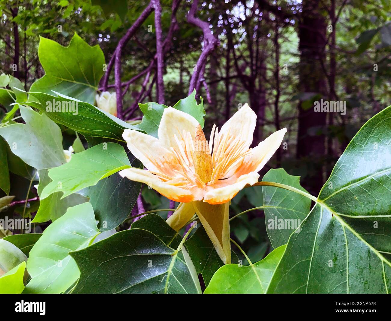 Liriodendron tulipifera Tulip Tree flower Stock Photo
