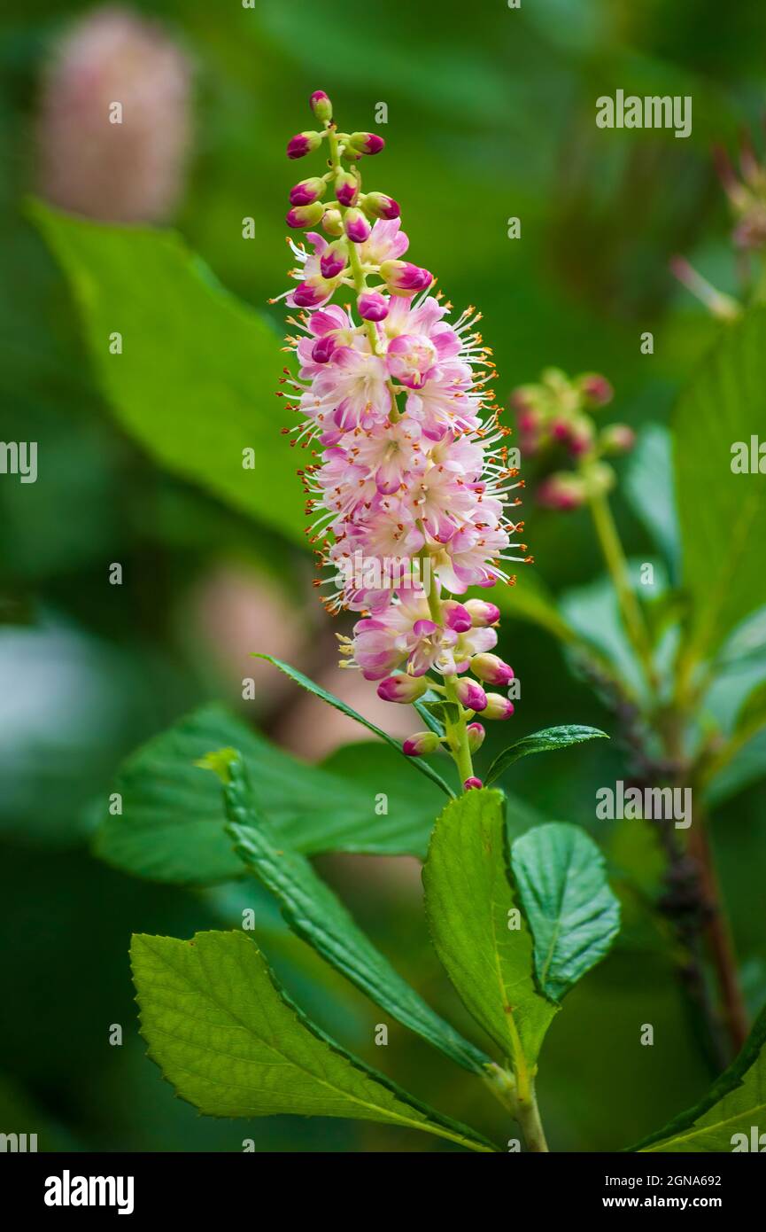 Summersweet ‘Ruby Spice’ (Clethra alnifolia). Cathedral of the Pines, Rindge, New Hampshire Stock Photo
