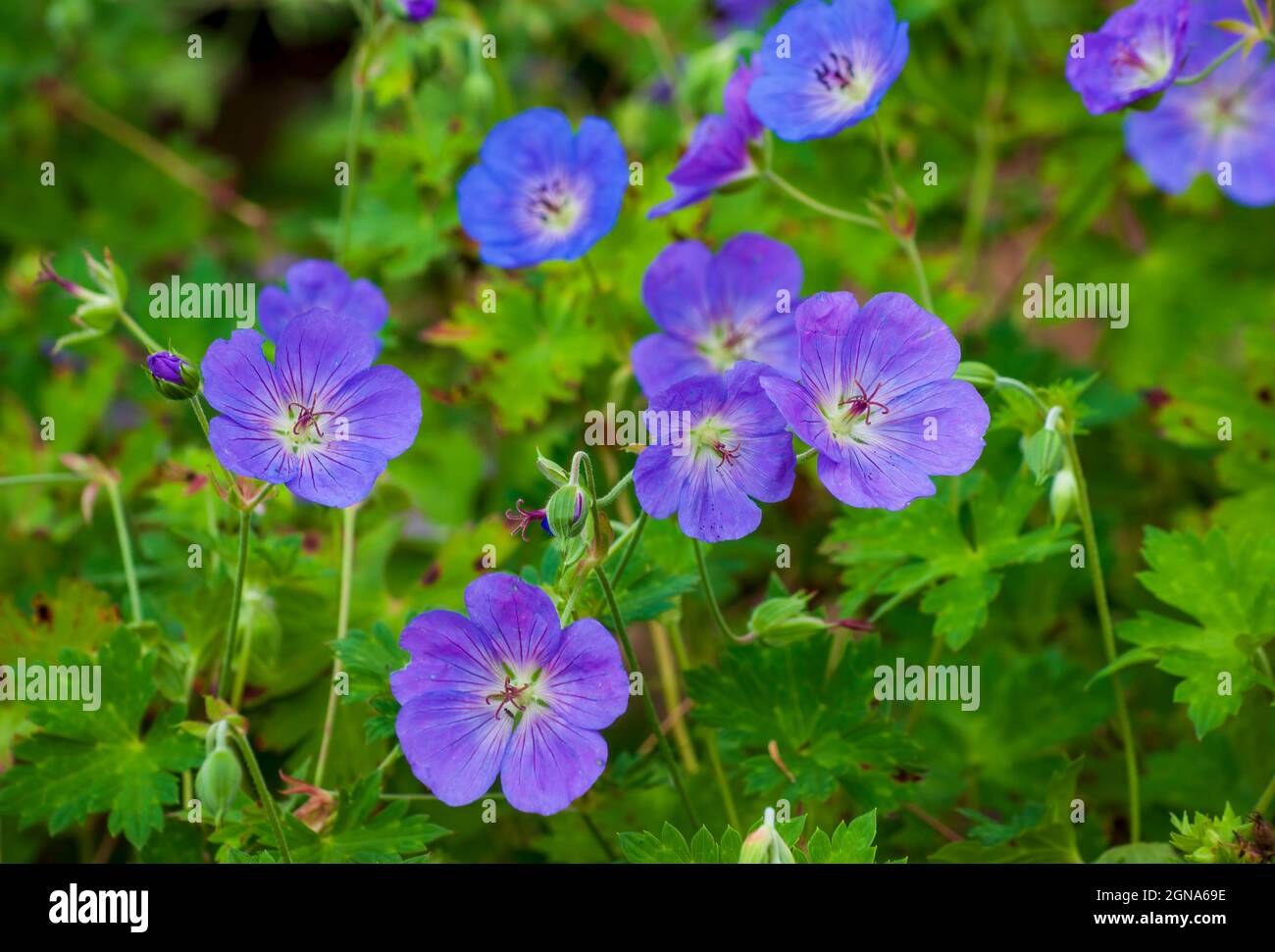 Buxton's Blue (Geranium wallichianum) - a prolific bloomer with large violet-blue flowers and small white centers. Cathedral of the Pines, Rindge, NH Stock Photo