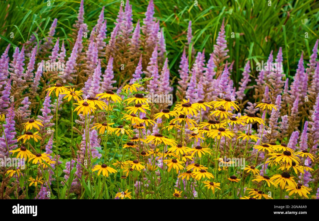 Black-eyed Susan (Rudbeckia hirta) and Astilbe (Astilbe rubra) in a cottage garden. Cathedral of the Pines, Rindge, New Hampshire Stock Photo