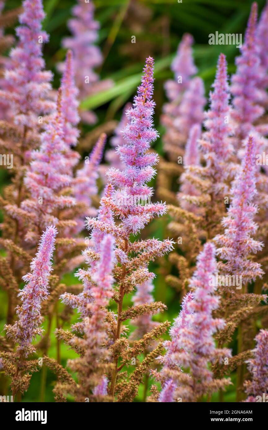 Astilbe (Astilbe rubra) - a compact perennial with thick pyramidal flower panicles. Cathedral of the Pines, Rindge, New Hampshire Stock Photo