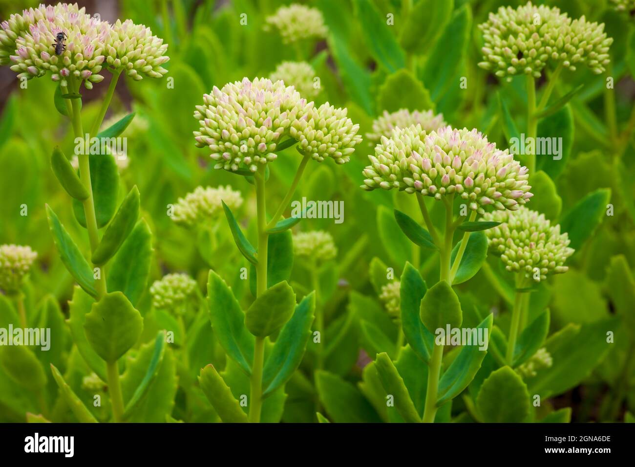 Butterfly stonecrop (Hylotelephium spectabile). Pink and cream flower buds in a cymose inflorescence. Cathedral of the Pines, Rindge, New Hampshire Stock Photo