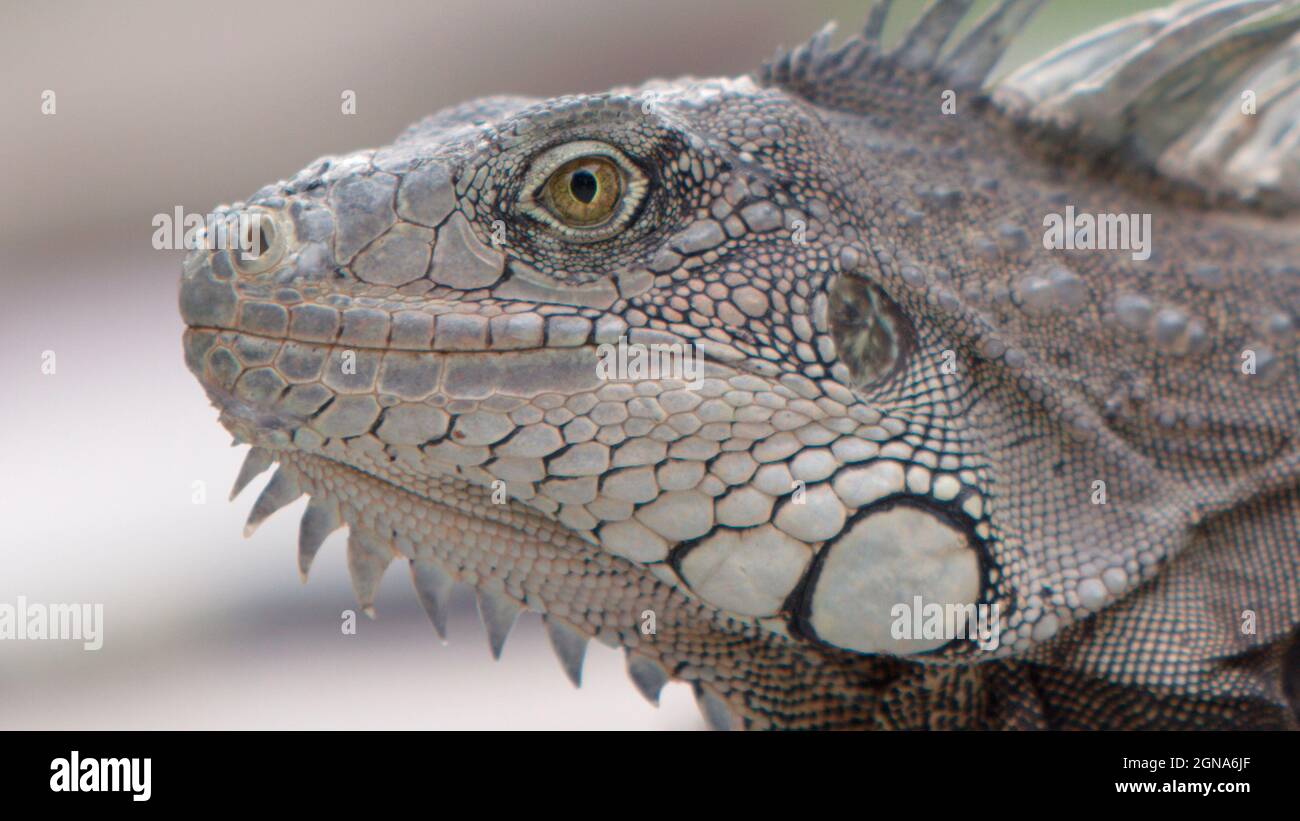 close up of green and grey iguana face reptile Stock Photo