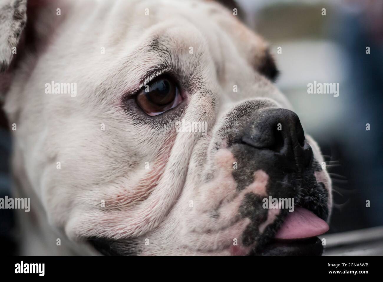 close up of smiling bulldog happy tongue out dog pet Stock Photo - Alamy