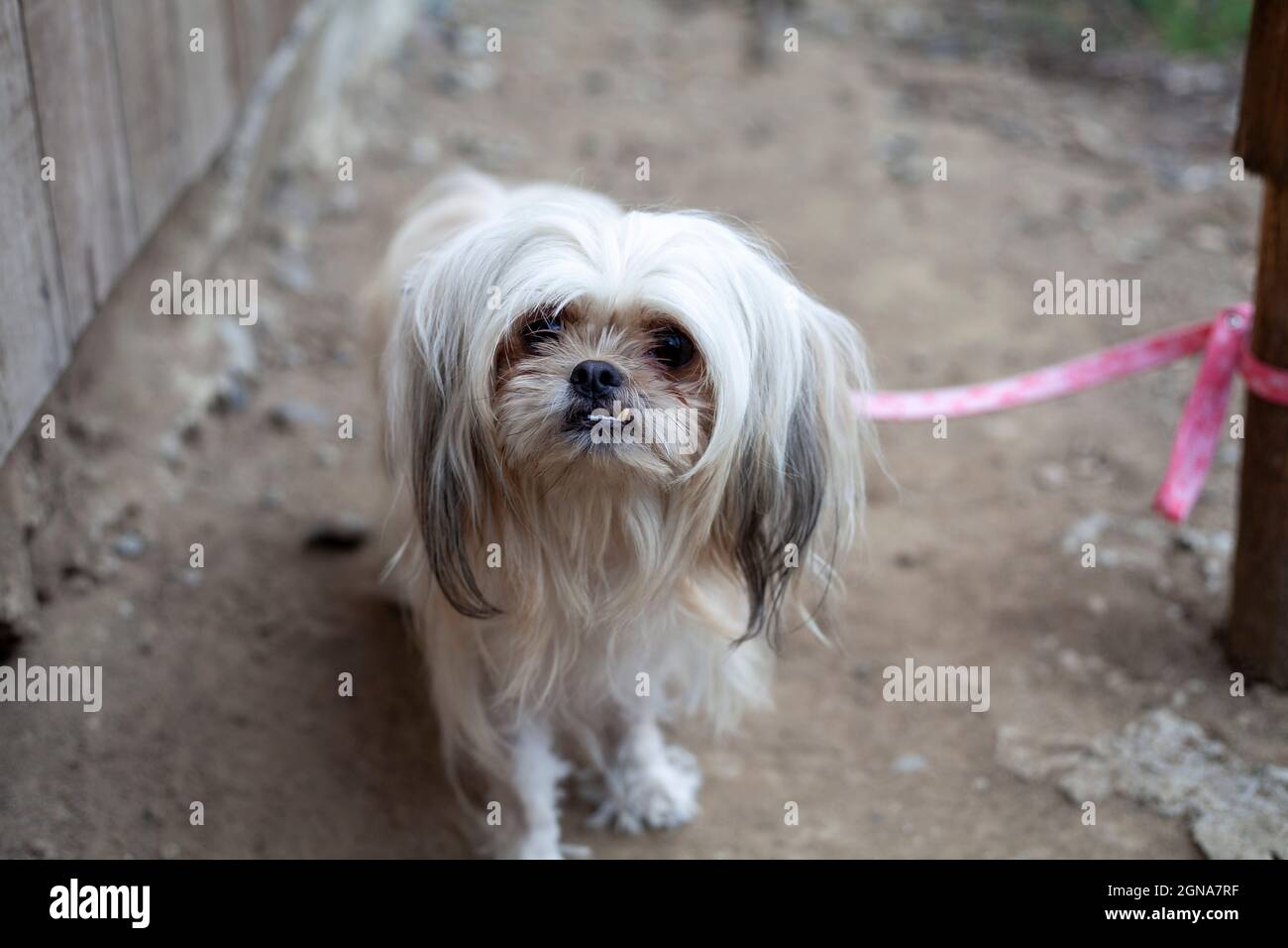 ugly small dog on pink leash pup dog doggy white hair Stock Photo
