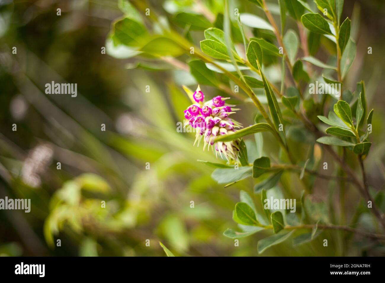 close up detail of bush flower blossoming Stock Photo