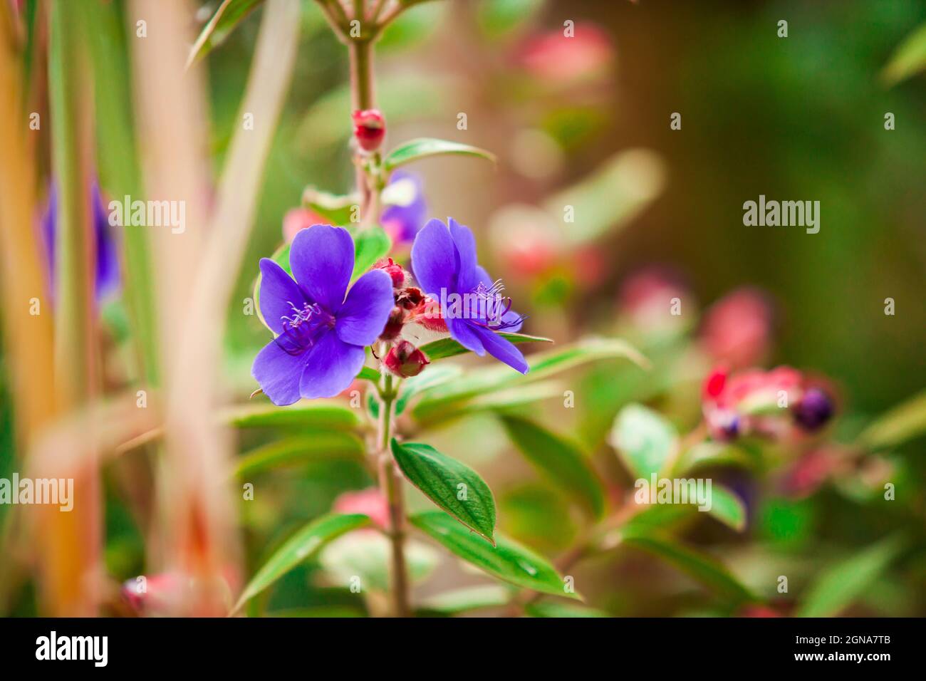 telephoto macro close up of glory bushes, plant, natural, medicine, nature Stock Photo
