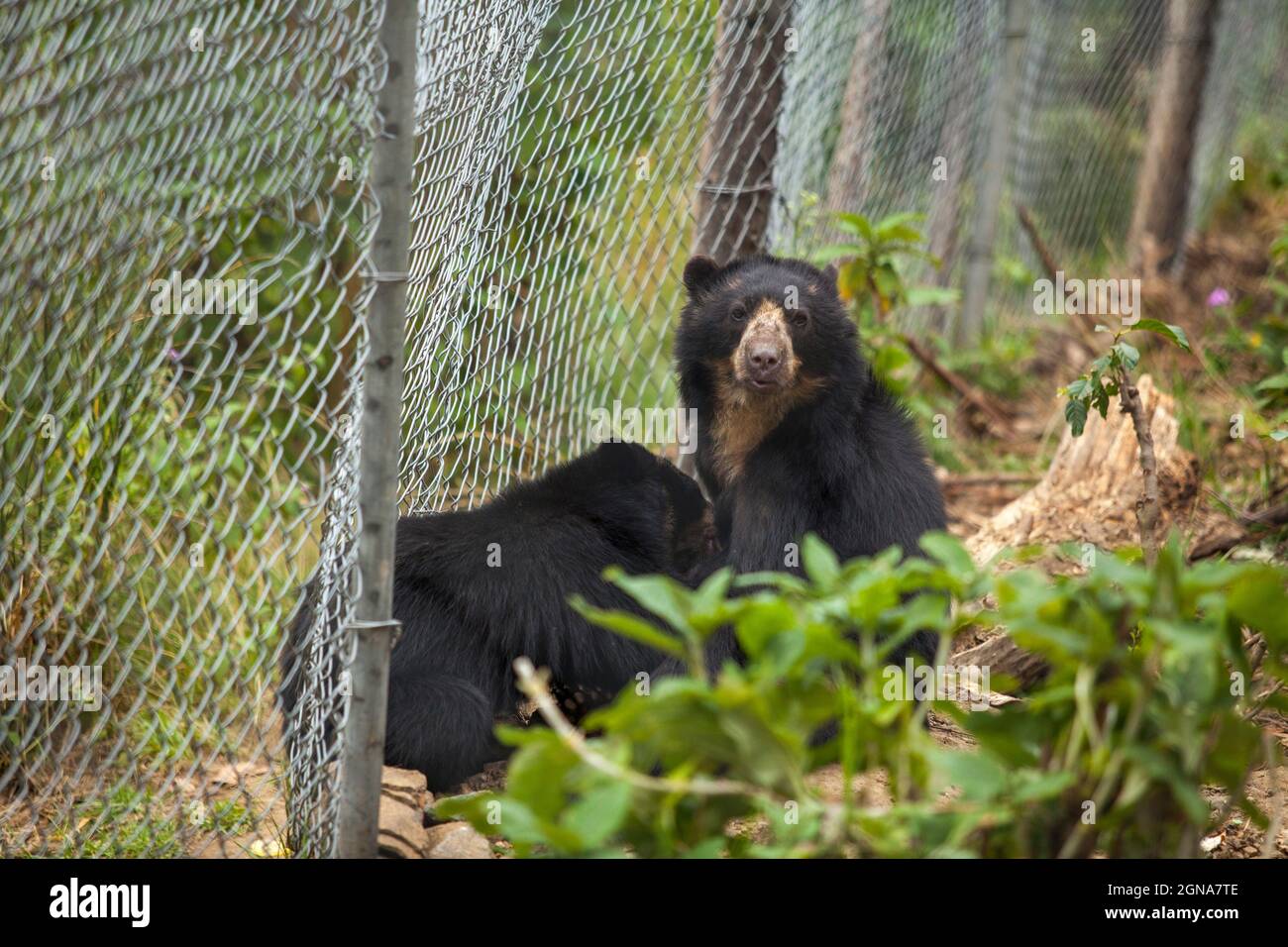 caged black bears looking around zoo bears wild Stock Photo Alamy