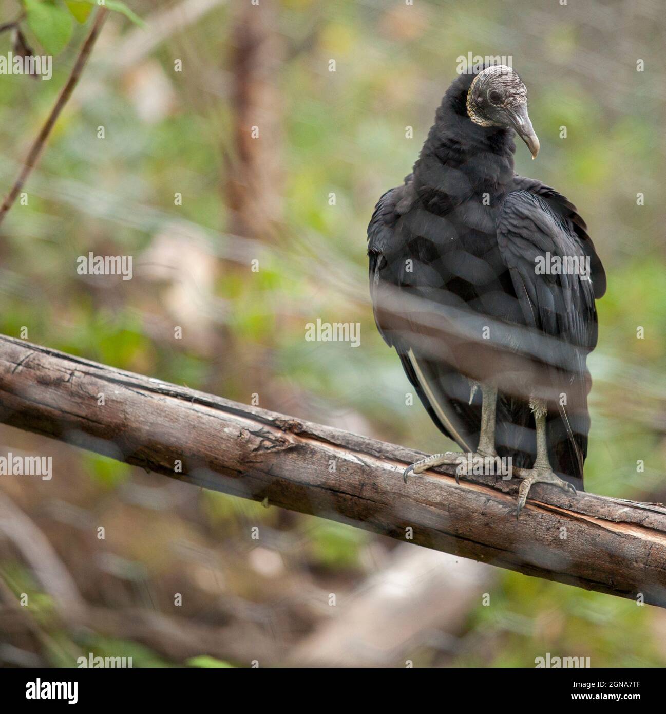 exotic black bird gallinazo in ecuador zoo Stock Photo - Alamy