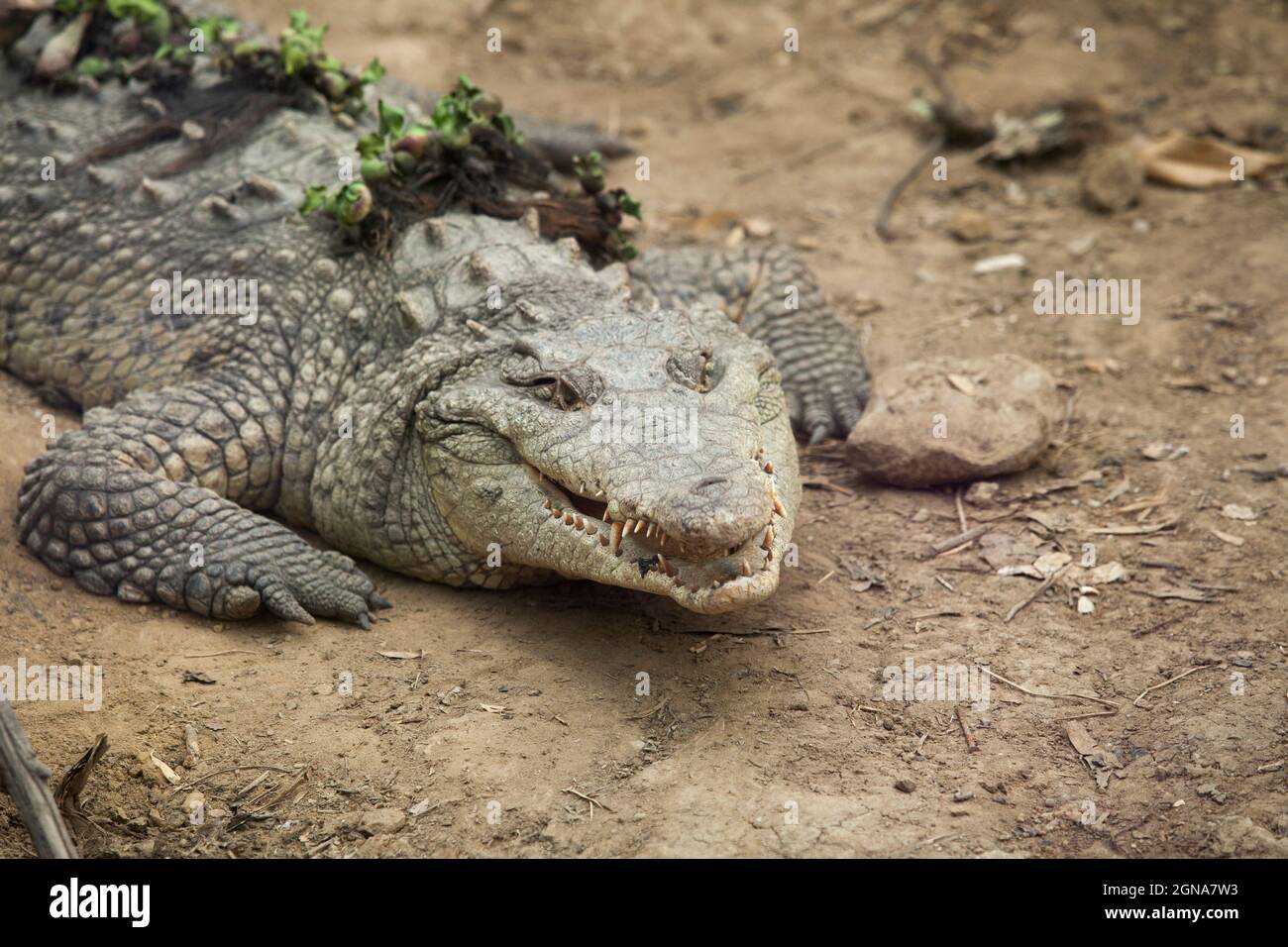 Telephoto medium close up of crocodile on the dirt with open mouth Stock Photo