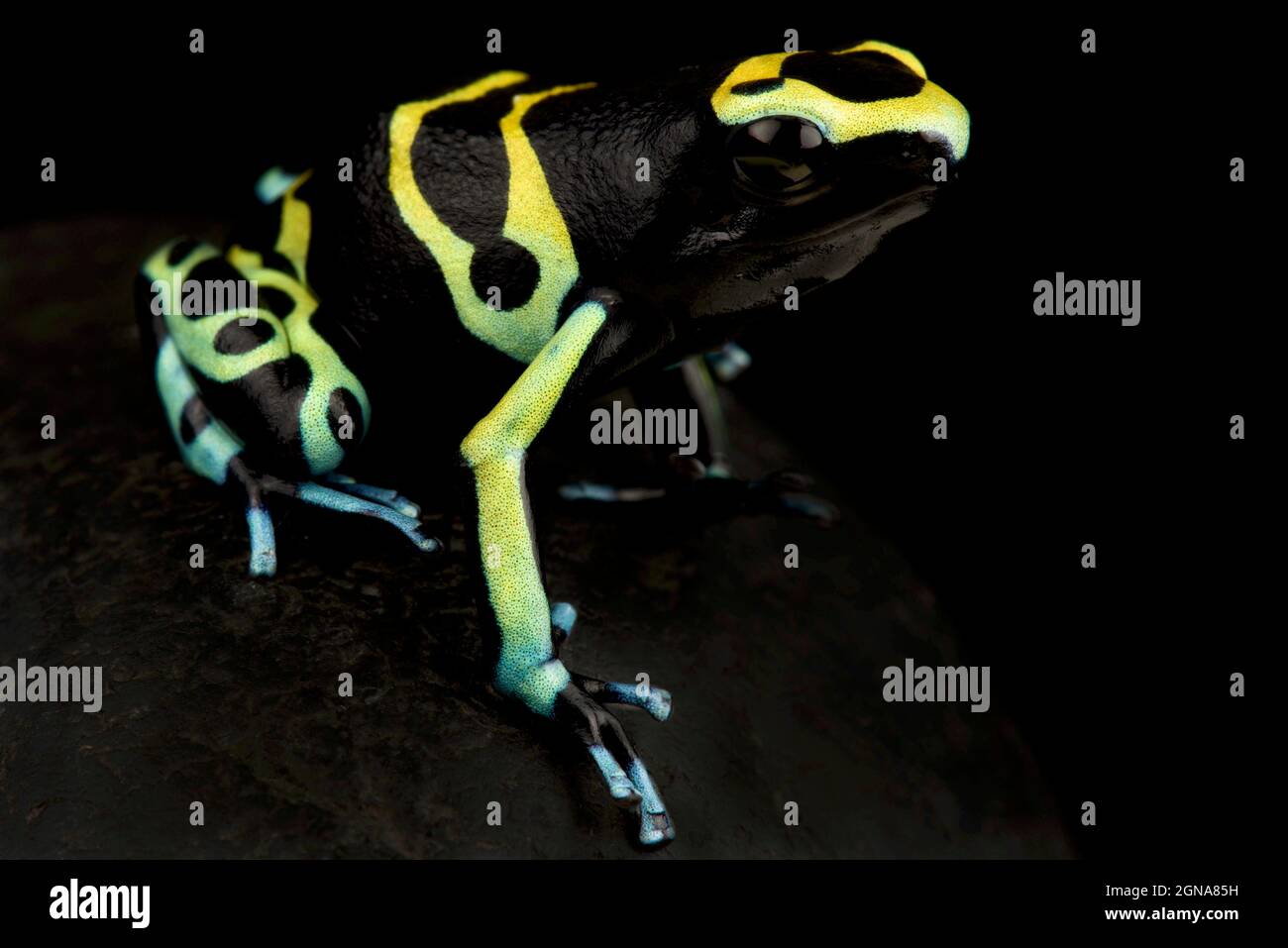 Yellow-banded poison frog (Dendrobates leucomelas) Stock Photo
