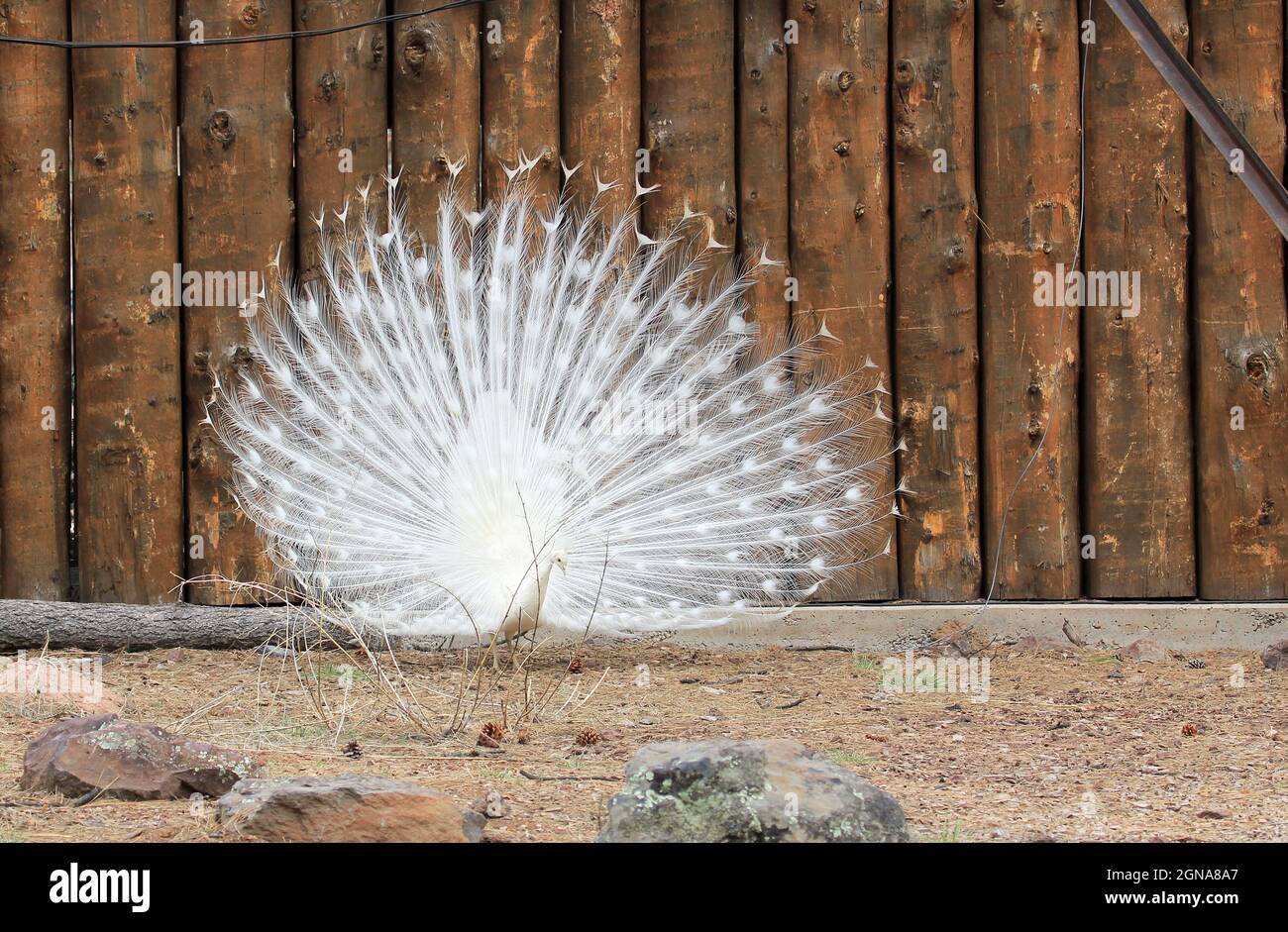 White peacock's tail on wood background Stock Photo