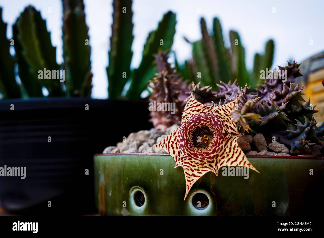 close up huernia flower blooming in flower planting pot Stock Photo