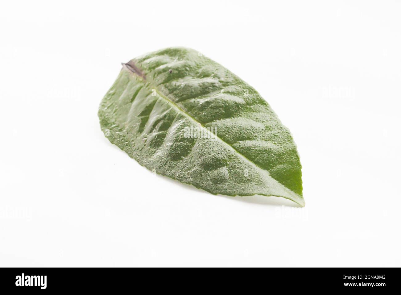 isolated Ilex Guayusa leaf in white background Stock Photo