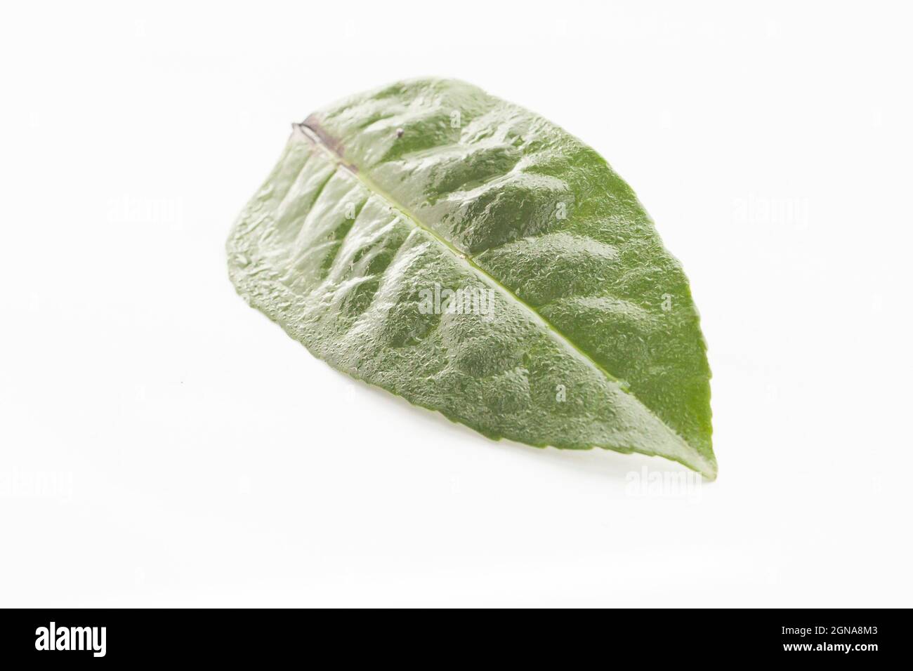 isolated Ilex Guayusa leaf in white background Stock Photo