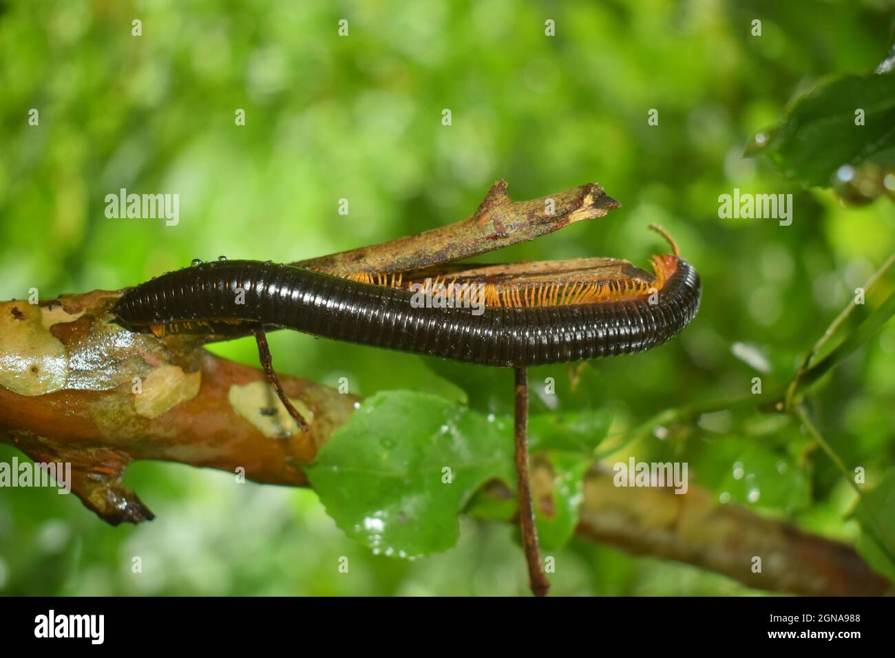 Sri Lankan Millipede is one of the beautiful creation of mother nature. Stock Photo