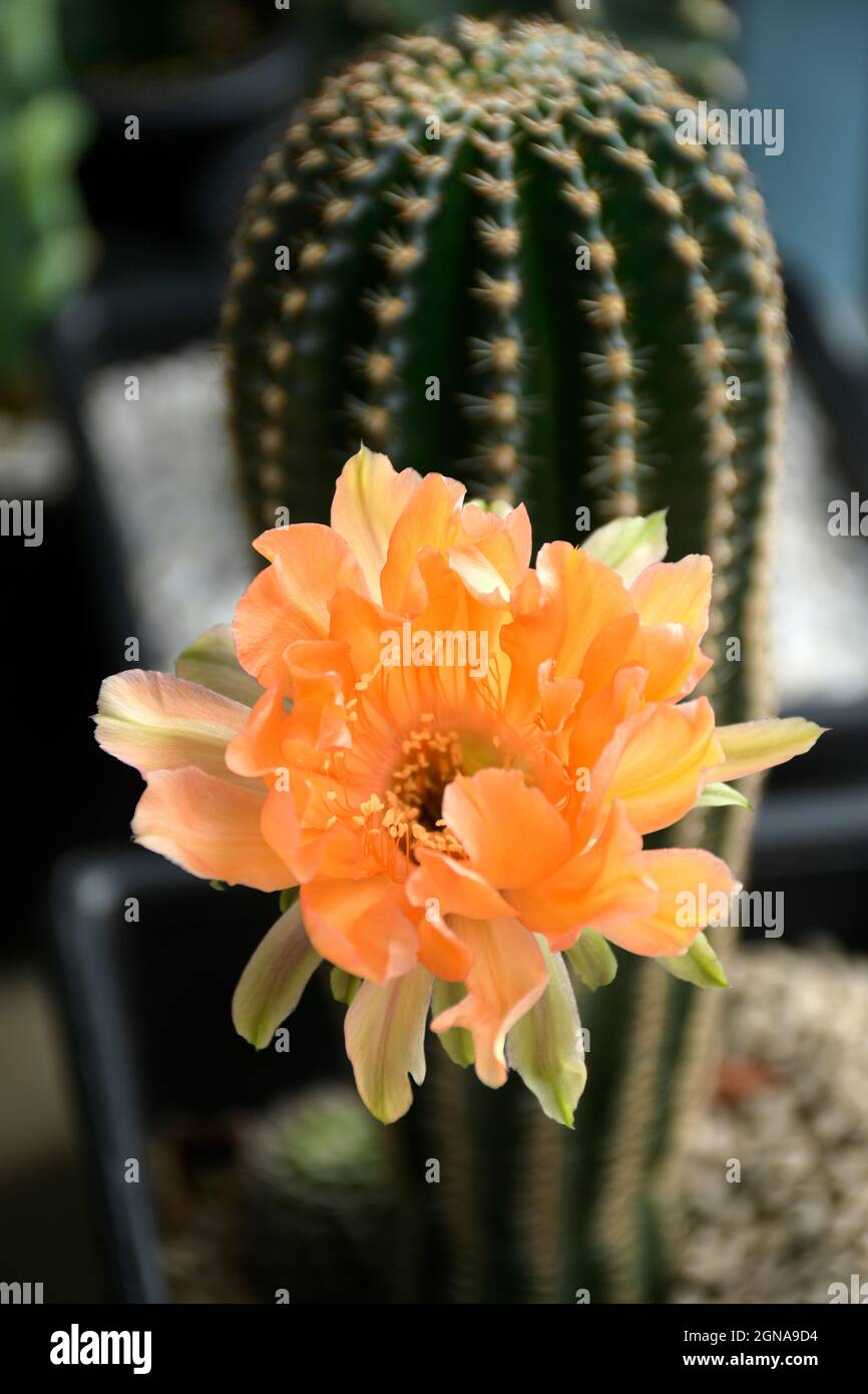 Echinopsis hybrid Orange Paramount Cactus Isolated on Natural Green Background. Stock Photo
