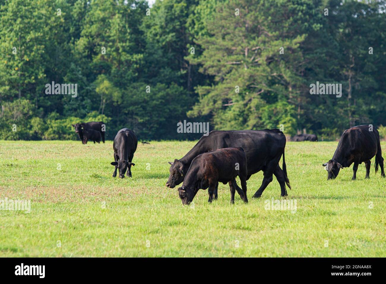 Black Angus herd of beef cattle grazing in the early morning on a ...