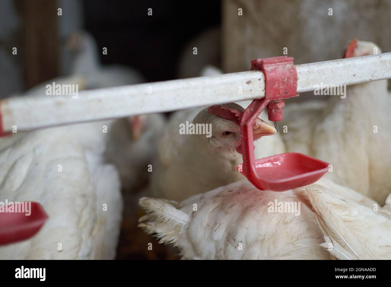 Free range pastured Chickens drinking water by automatic nipple drinker  Stock Photo
