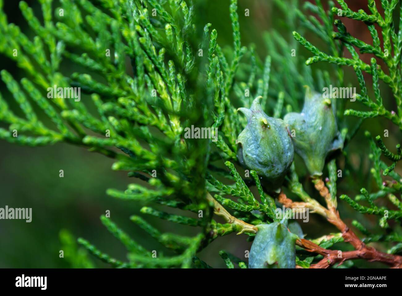 Small green cones of the thuja tree against the background of juicy and dense needles. Evergreen trees. Stock Photo