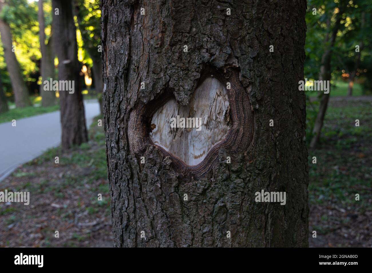 Carved heart on the bark of a tree trunk in a city park. Stock Photo