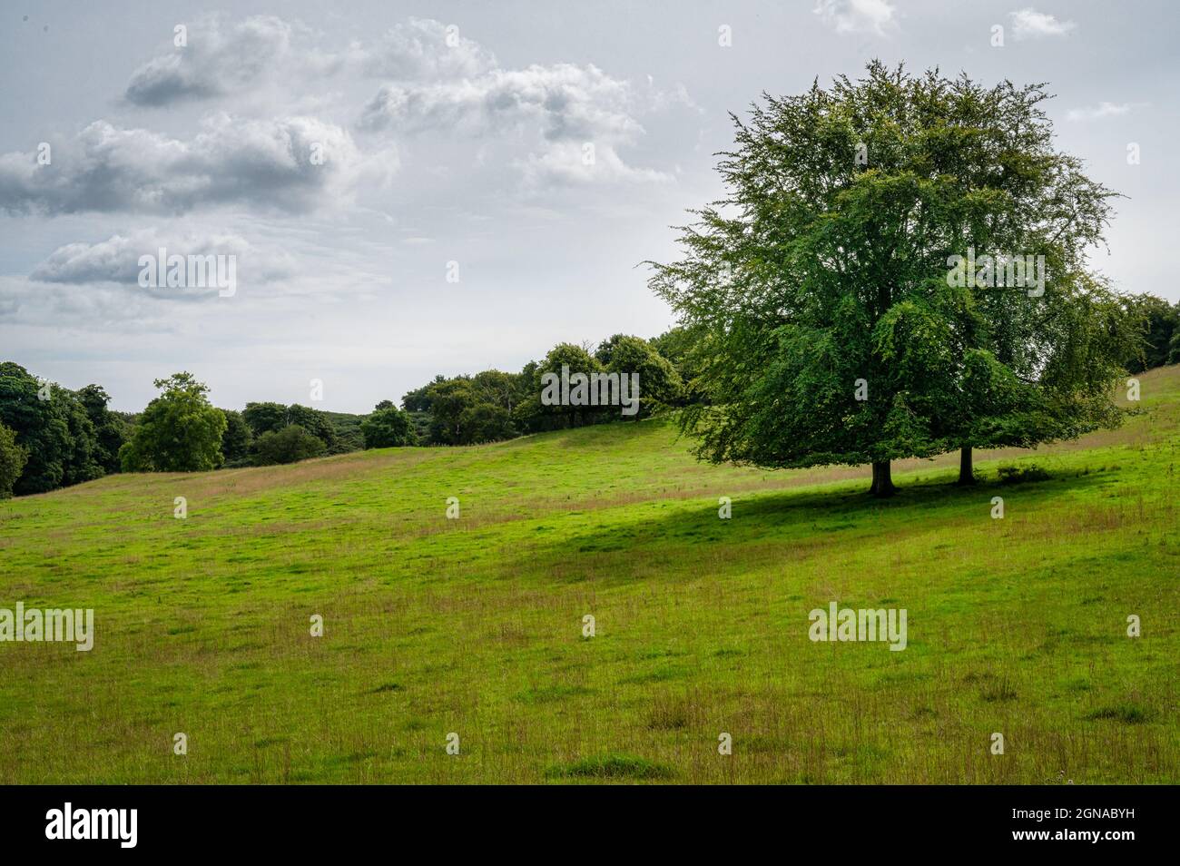 A tree in an green field in summer in Ireland Stock Photo