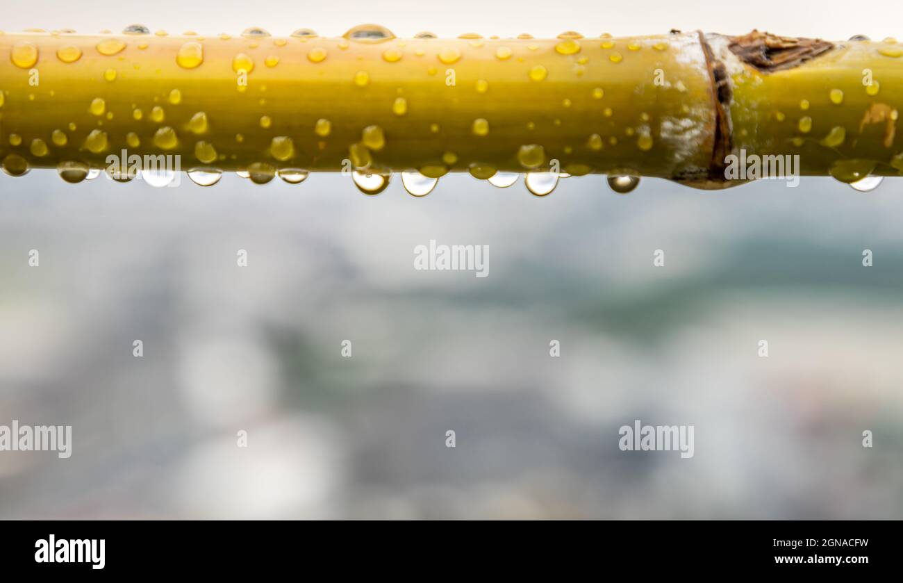 Rain water droplets on wet bamboo stick after rainfall. Selective focus. Stock Photo