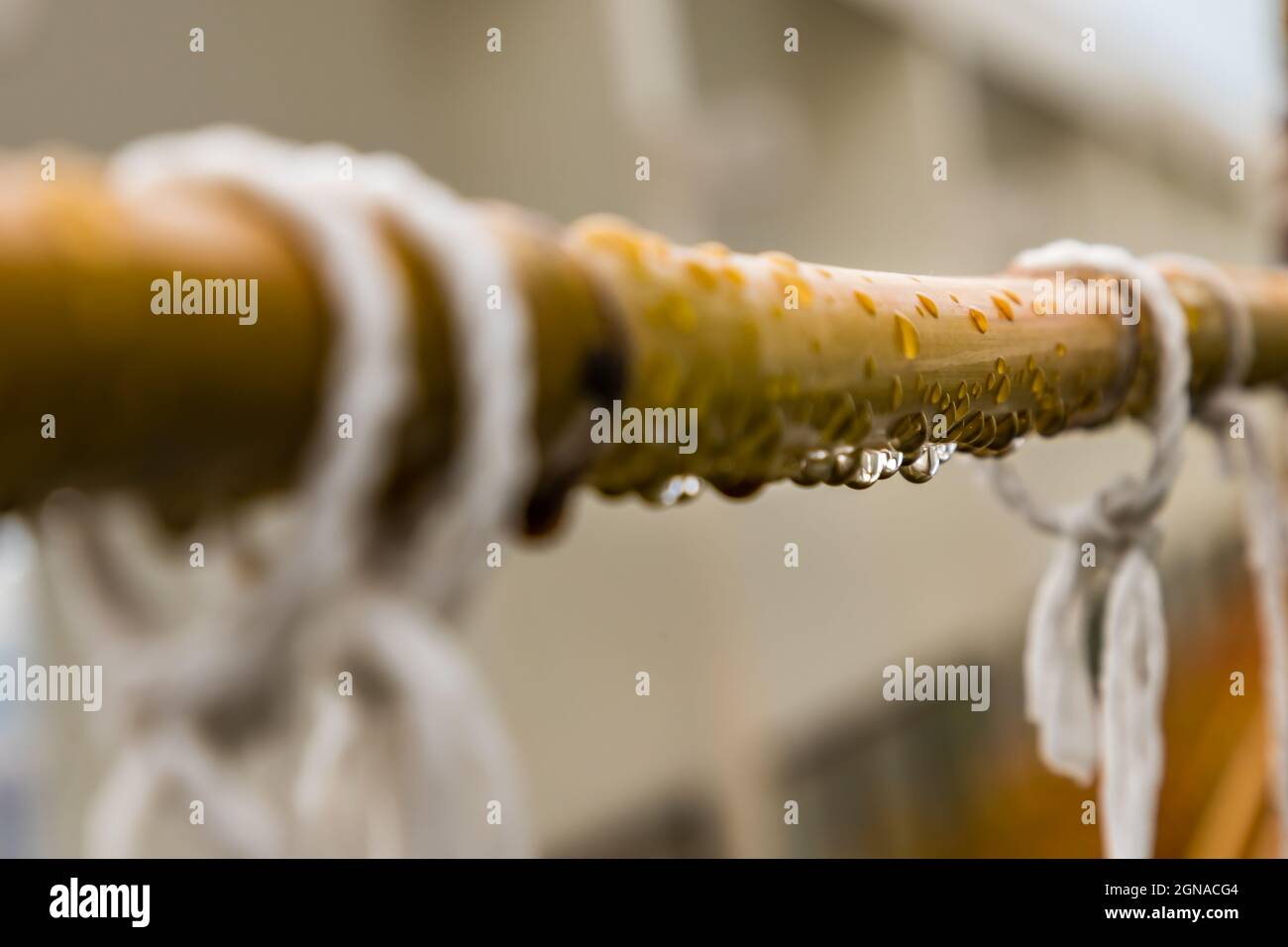 Rain water droplets on wet bamboo stick after rainfall. Selective focus. Stock Photo