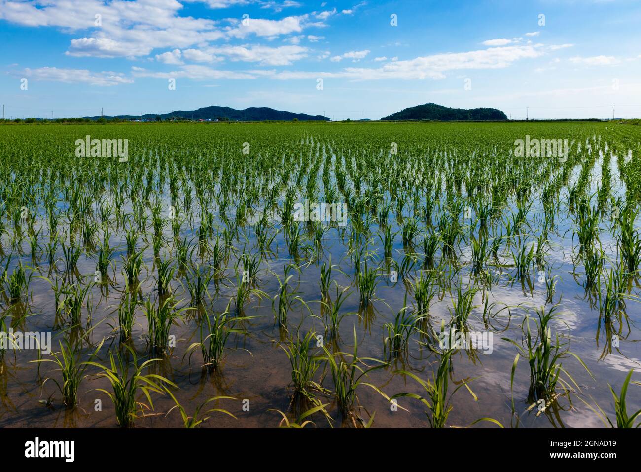 Rural rice field landscape on a summer day. Ganghwa-gun, Incheon, South Korea Stock Photo
