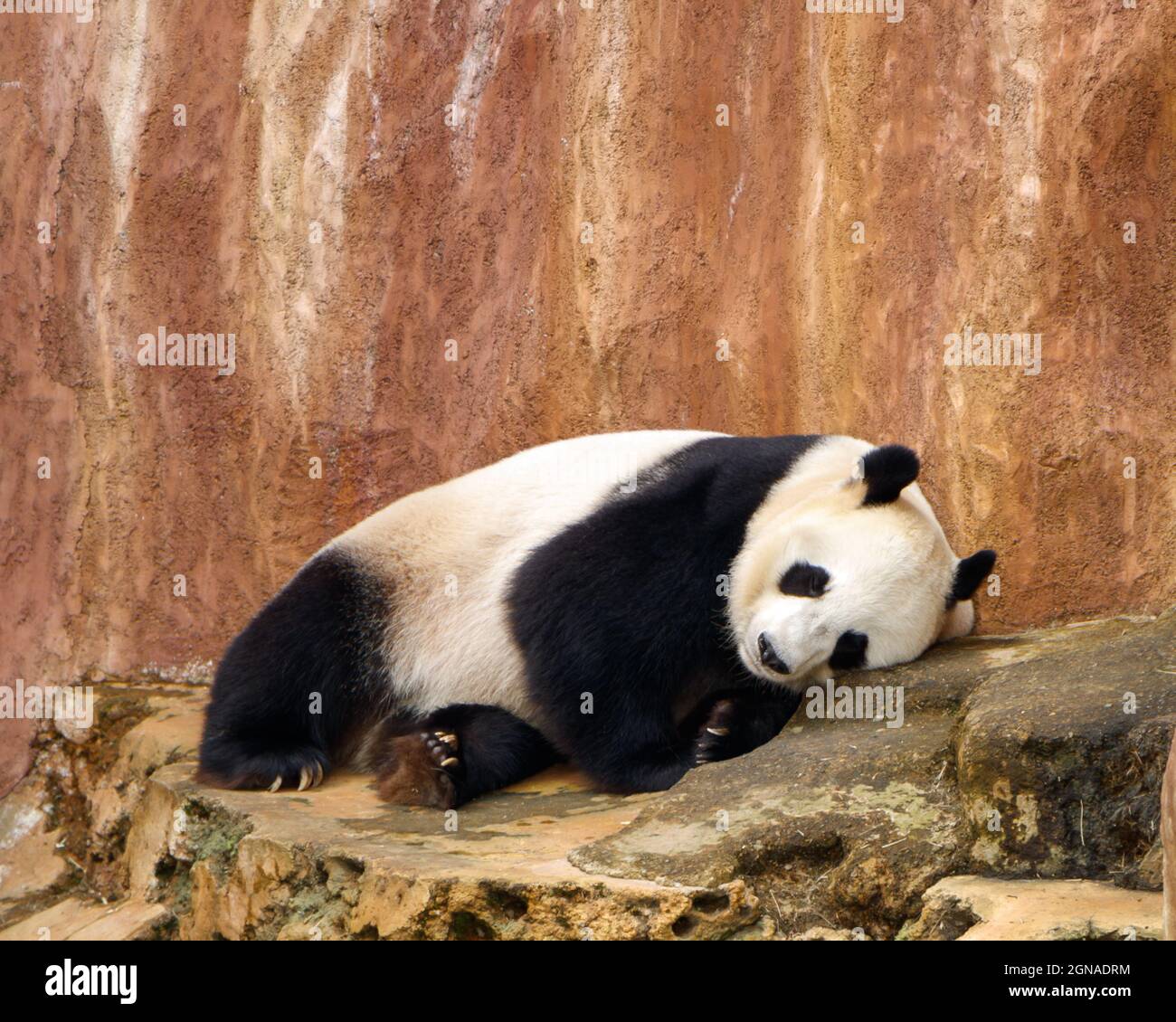 A giant panda (Ailuropoda melanoleuca) also needs a nap. Stock Photo