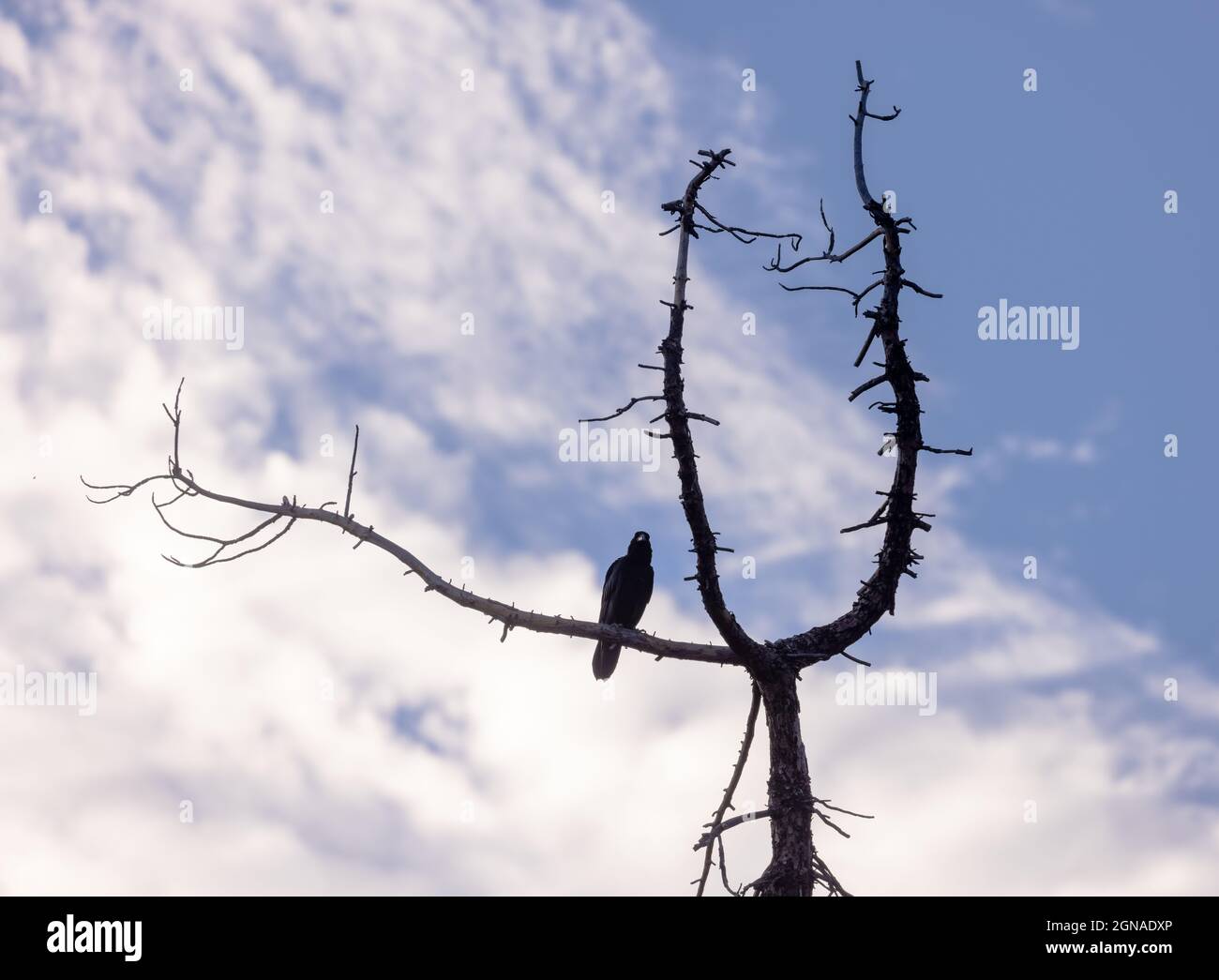 Juvenile Raven on dead tree Stock Photo